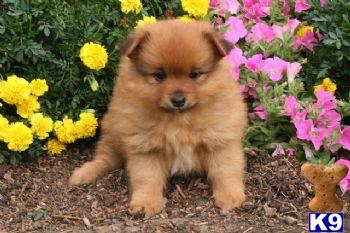 Nash - Pomeranian Male